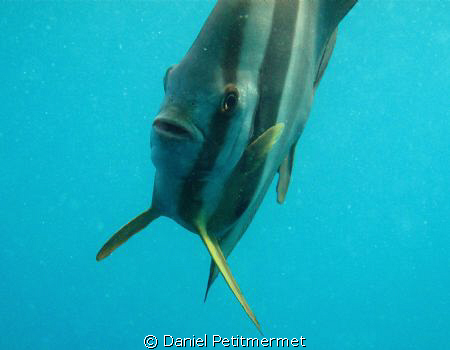 Face to face with a platax by Daniel Petitmermet 