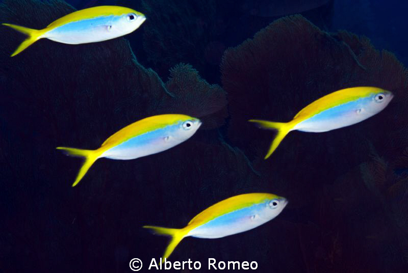 The four musketeers (Caesio xanthonota) by Alberto Romeo 