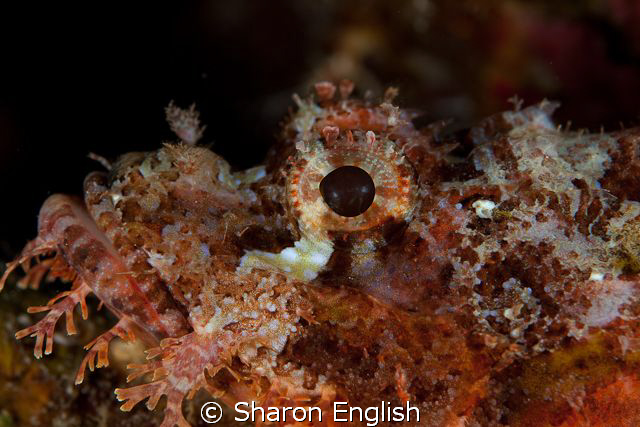 Scorpionfish portrait by Sharon English 