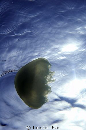 Sea&sea dx-d50 with two sea&sea strobes
Nikon 60mm by Timucin Ucar 