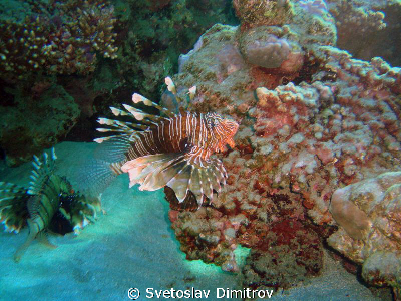 The lion fish by Svetoslav Dimitrov 