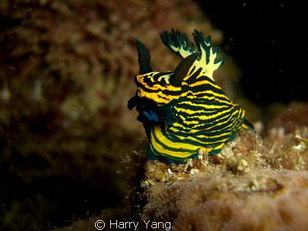 2010/4/03~Kenting,TAIWAN~
Casio EX-Z1000 by Harry Yang 