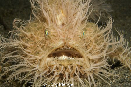 This picture is developed in Sulawesi Lembeh Strait 2008,... by Jörg Menge 