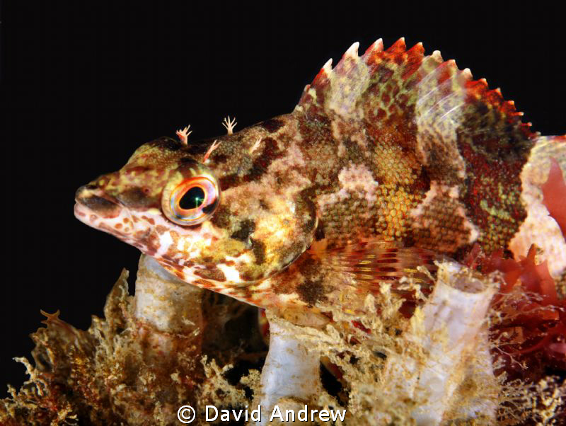 Painted Greenling (Oxylebius pictus) at La Jolla Shores. by David Andrew 