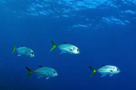 Unusual line up of 4 Horse-eye Jacks off Grand Cayman by Paul Colley 