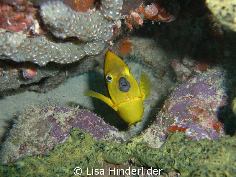 "How bout a kiss?" Rock Beauty looking pretty sweet! by Lisa Hinderlider 