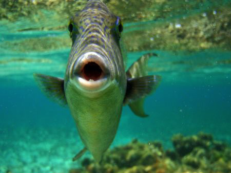 Diving is wonderfull! a magic moment with this "Dancing Q... by Durand Gerald 