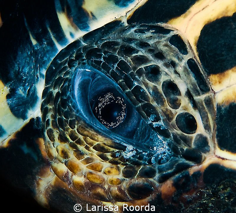The inquisitive eye... by Larissa Roorda 