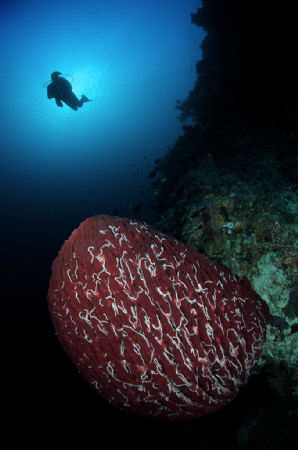 A common scene in Tubbataha Marine Park. I've seen some h... by Steve De Neef 