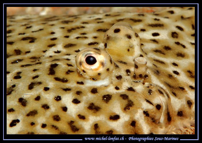"Turbo time".... Like the colors and eyes they have... Qu... by Michel Lonfat 