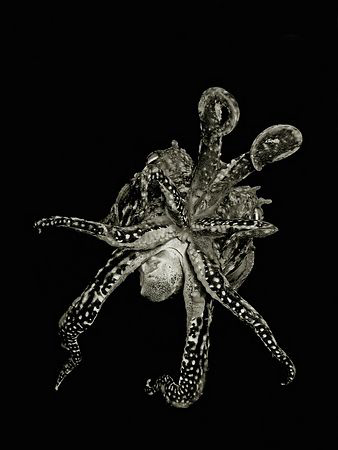 " out of the dark "
Why this cuttlefish came so close? W... by Roland Bach 