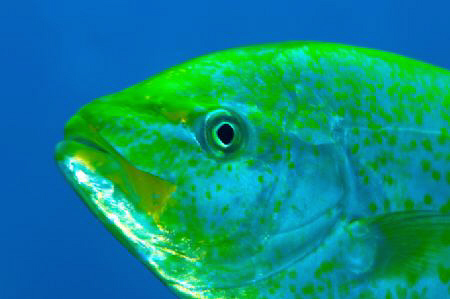 Golden Trevally phographed near the wreck of the Dunraven. by Paul Colley 