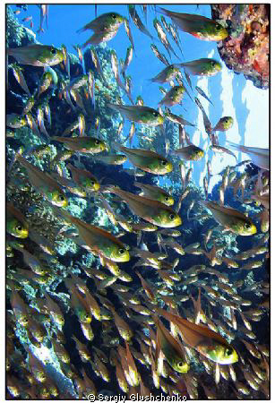 Glasse-fish by Sergiy Glushchenko 