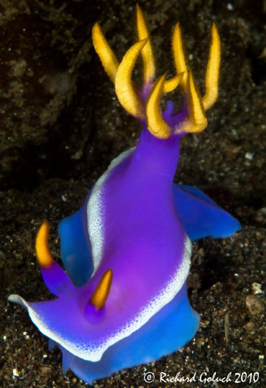 Nudibranch-Risbecia apolegma-Lembeh by Richard Goluch 