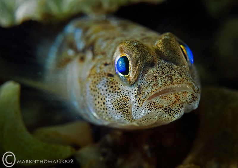 Painted goby.
Connemara.
D3 60mm & Woody's by Mark Thomas 