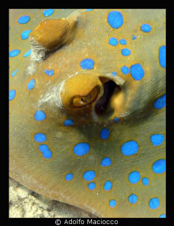 BLUESPOTTED STINGRAY by Adolfo Maciocco 