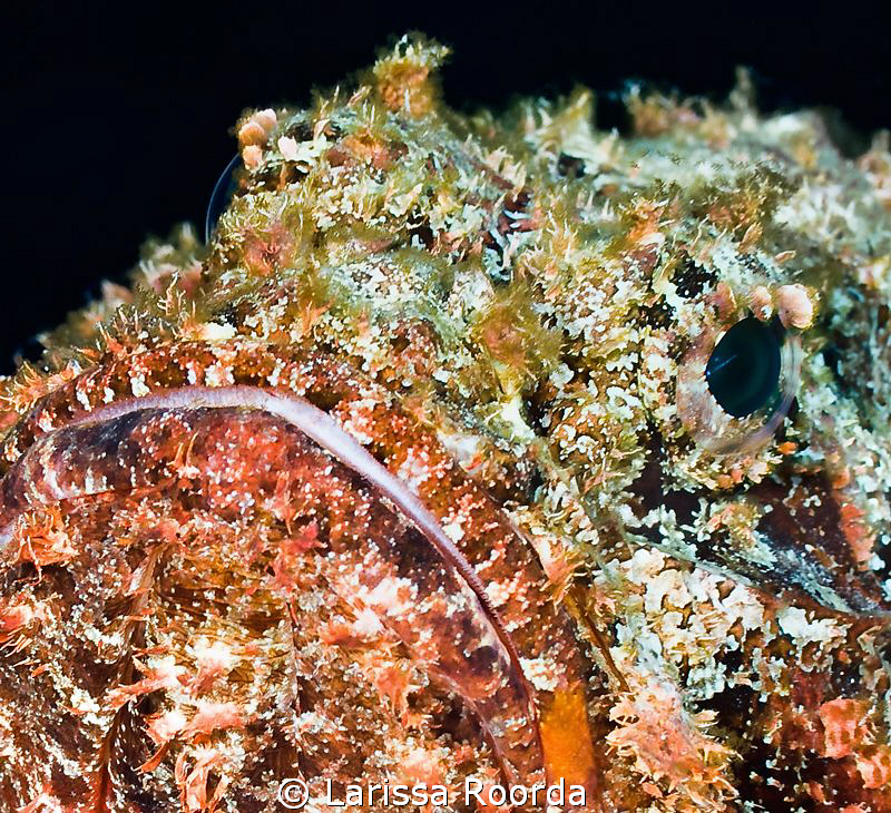 Stonefish by Larissa Roorda 