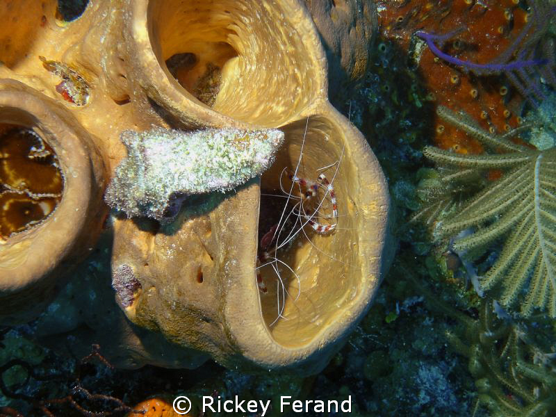 Peppermint Shrimp - site The Aquarium near Long Caye (par... by Rickey Ferand 