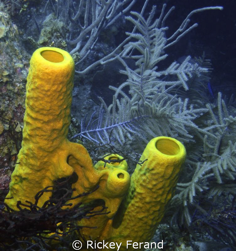 Yellow Sponges by Rickey Ferand 