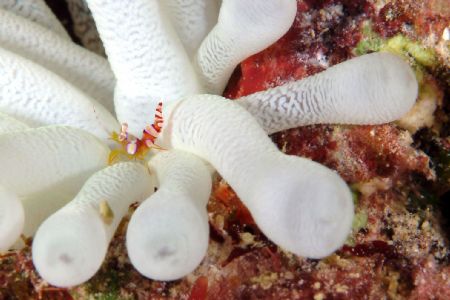 Taken n Bonaire. Just slow down and look closely, there's... by Ian Ogden 