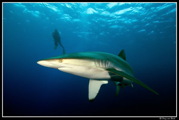 Silky shark at Daedalus reef. by Dray Van Beeck 