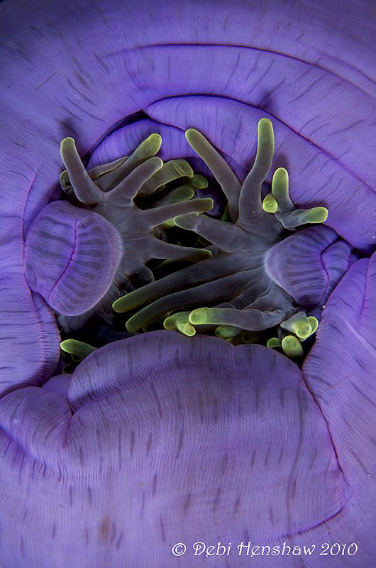 "Hands" by Debi Henshaw 