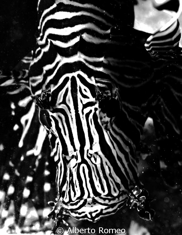 Black & White Lion Fish. by Alberto Romeo 