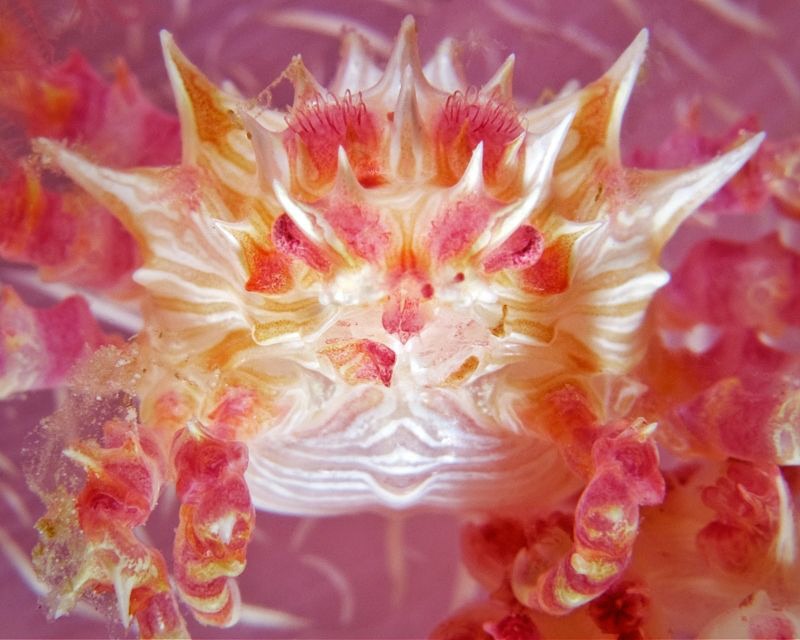 "Dendronephthya Crab"

Soft coral crabs (or candy crabs... by Henry Jager 
