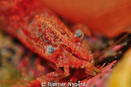 Close up of a cooperative specimen of the Friendly blade ... by Bjørnar Nygård 