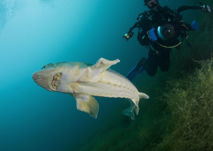 Mr T with Sturgeon. D3, 16mm. by Derek Haslam 