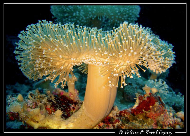 "Fireworks' mushroom" :-) by Raoul Caprez 