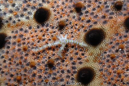 found in Lembeh; D200 by Thomas Lueken 