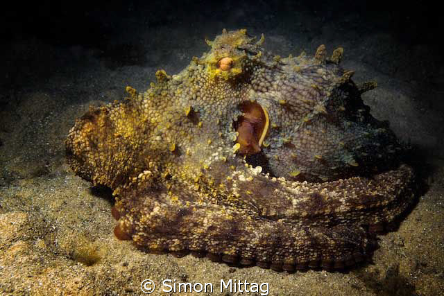 Octopus Tetricus by Simon Mittag 