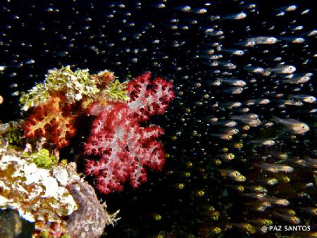 Glass Gobies at the German Channel by Paz Maria De Vera-Santos 