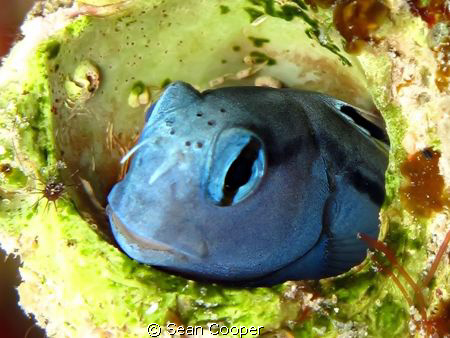 Red sea mimic blenny. by Sean Cooper 