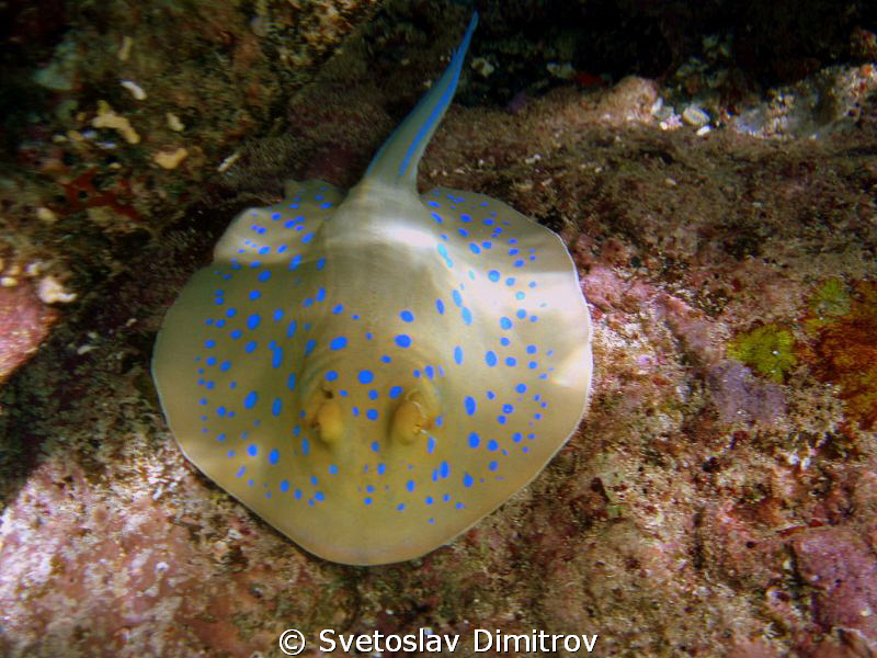 Blue spotted stigray under the jetty by Svetoslav Dimitrov 