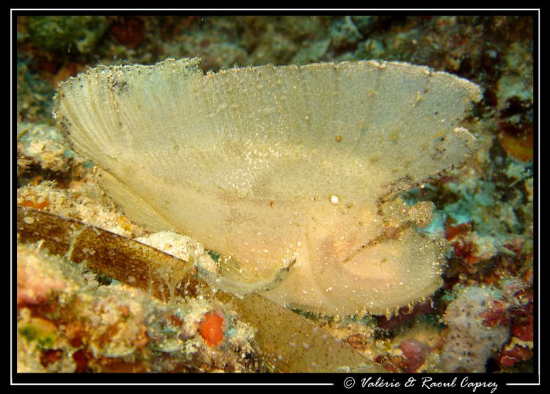 Leaf fish in Malaysia by Raoul Caprez 