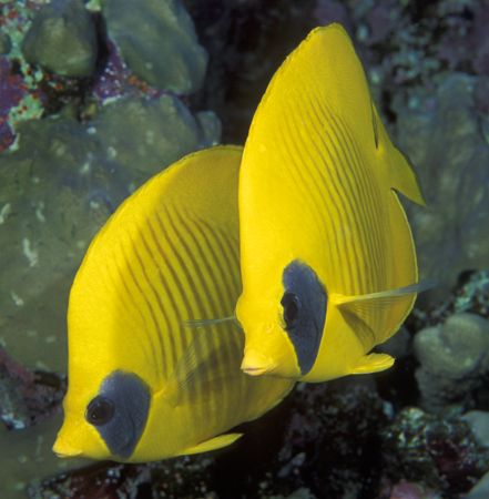 Lemon Butterflyfishes taken in Southern Egyptian Red Sea ... by Len Deeley 