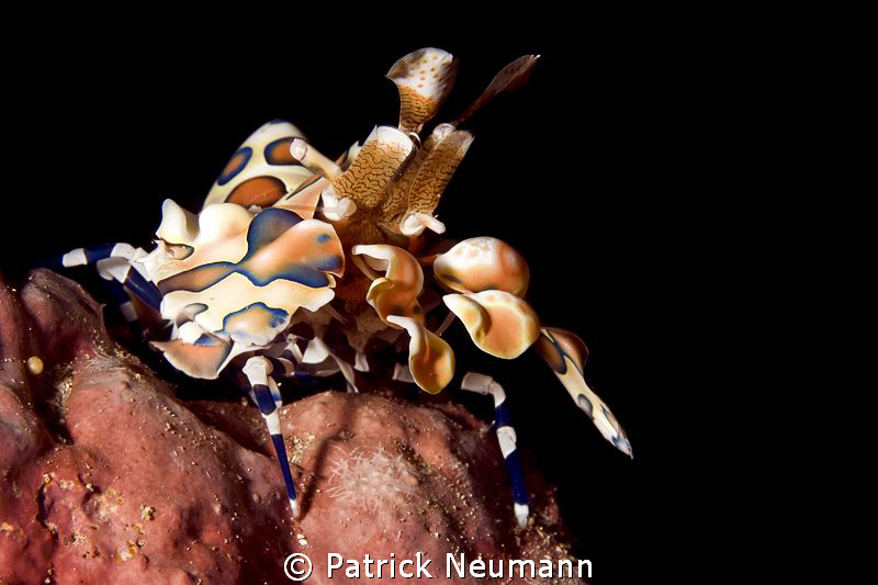 harlekin @ Richilieu Rock by Patrick Neumann 