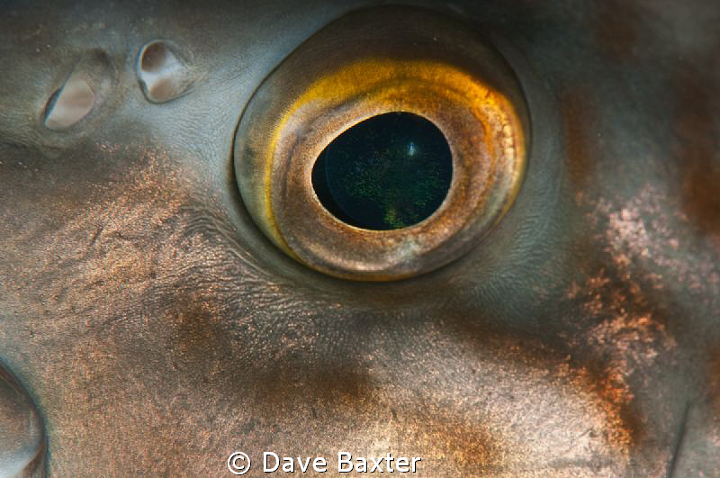 morwong eye -no cropping by Dave Baxter 