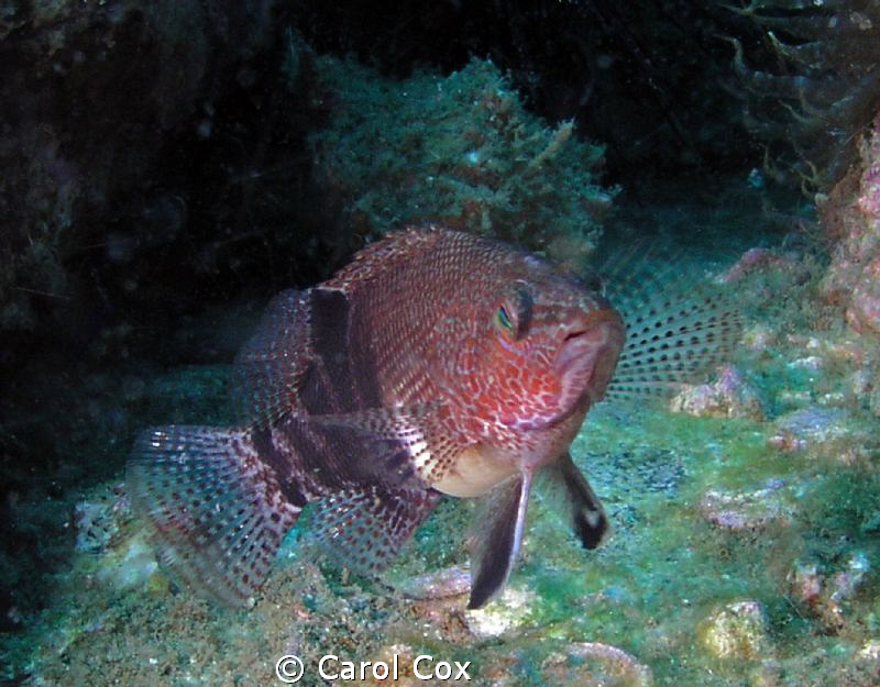 Belted Sandfish by Carol Cox 
