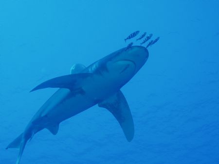 Oceanic taken off Elphenstone in November last year. Olym... by Patrick Sullivan 