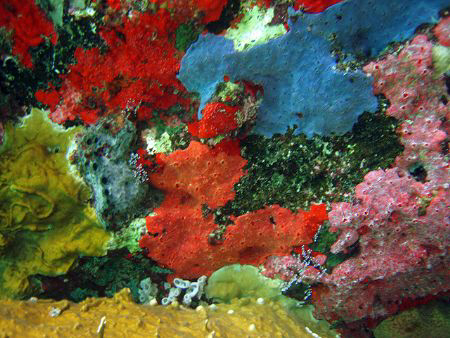 NATURAL ABSTRACT'ART..... by Durand Gerald 