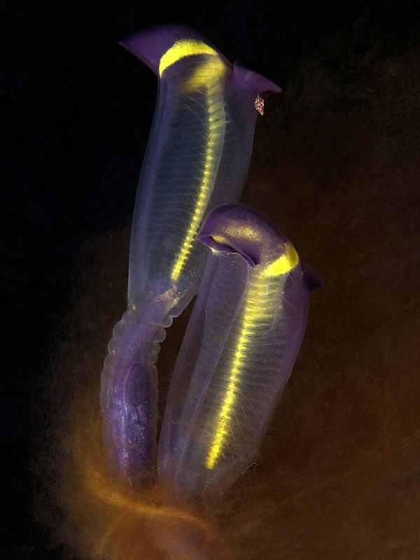 Tunicates, Kurnell by Doug Anderson 