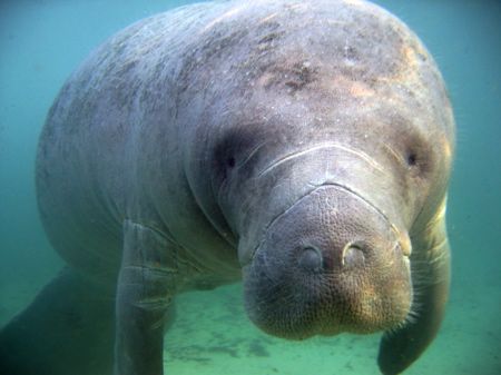 Manatee saying hi at Crystal River, Florida. Picture take... by Marko Wramén 