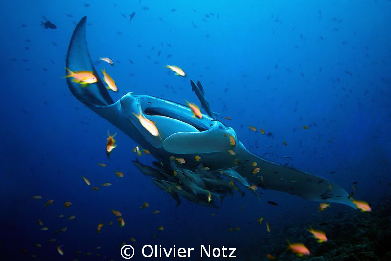 One picture more taken at Madivaru, South Ari Atoll by Olivier Notz 
