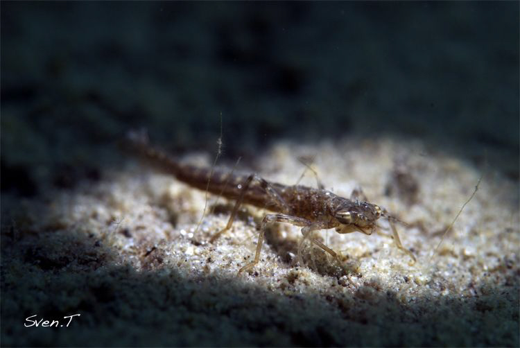 Odonata early morning dive, selective light. by Sven Tramaux 
