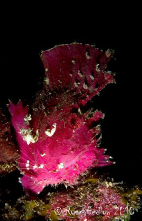Leafy with a snoot.  7D, 60mm.  GBR, Australia by Ryan Pedlow 