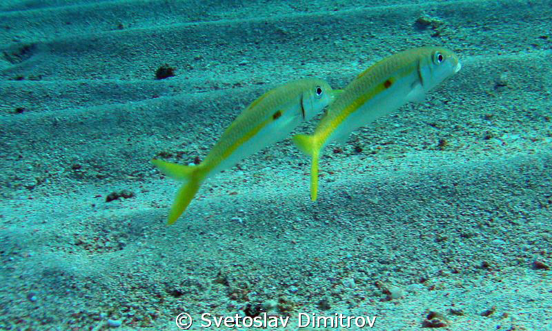 A couple of goat fishes by Svetoslav Dimitrov 