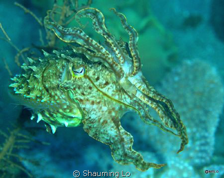 Cuttle fish. This image was taken at Sarangani Bay , D70S... by Shauming Lo 